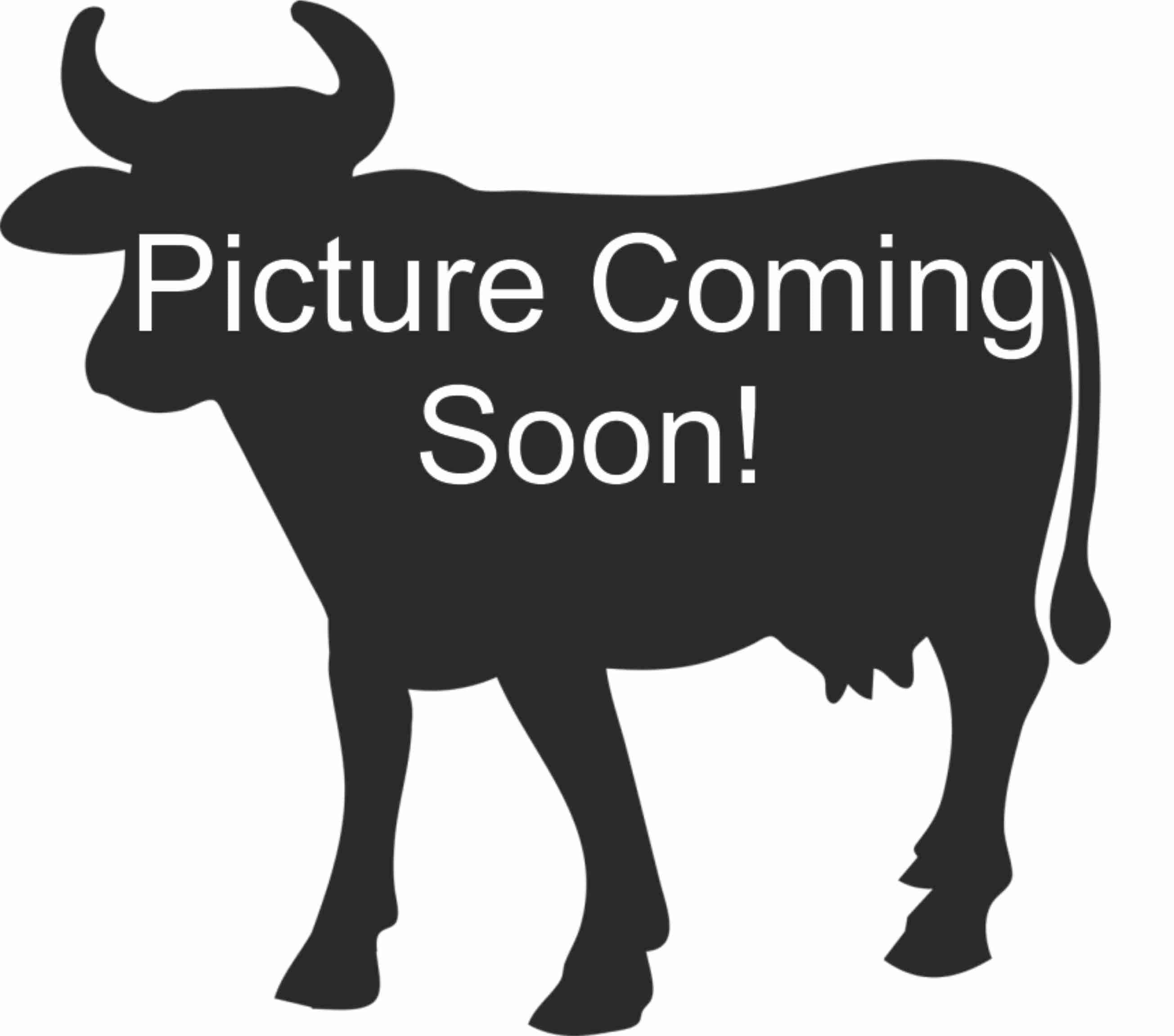 F1 Wagyu Bulls For Sale