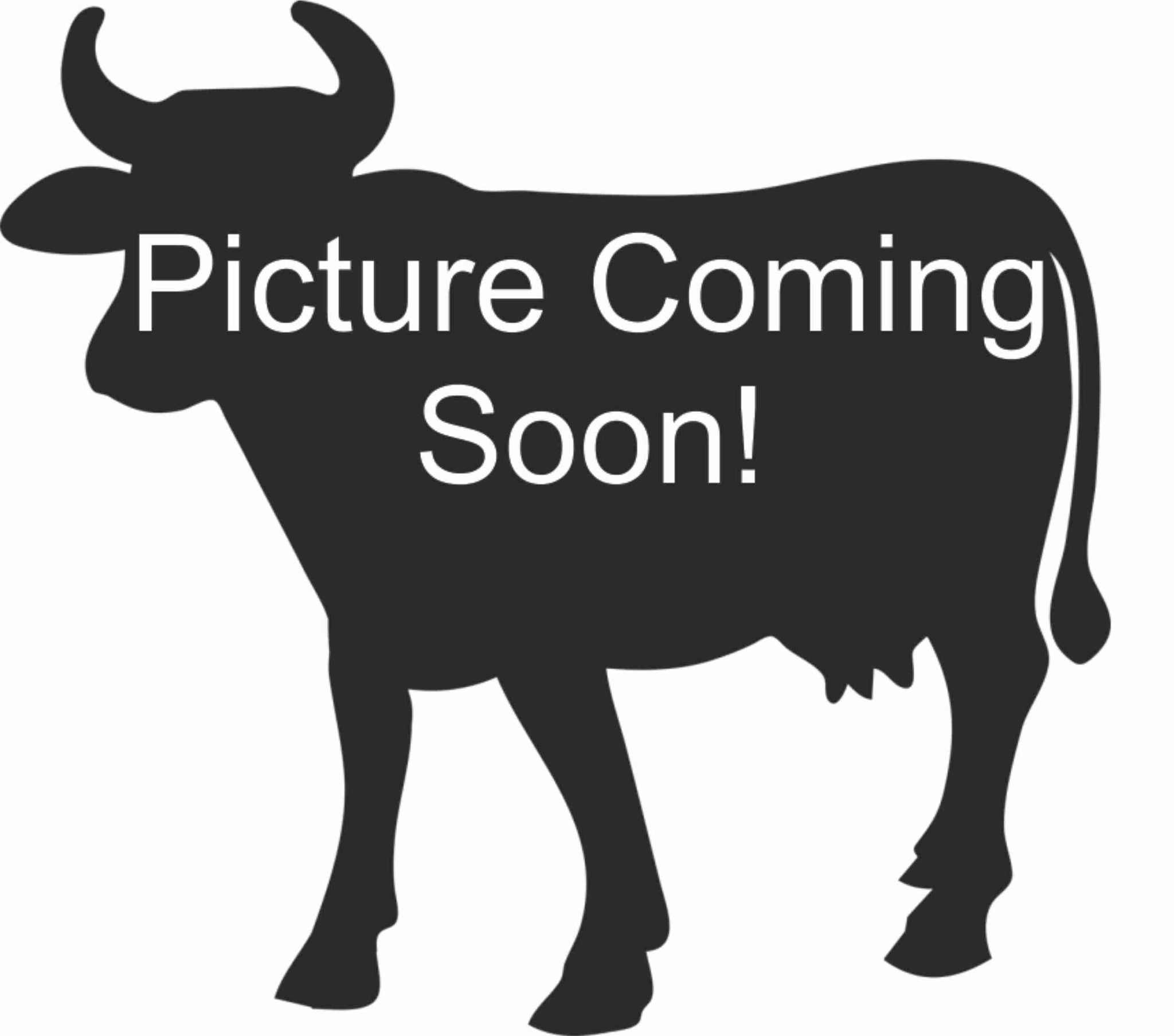 F1 Wagyu Bulls For Sale